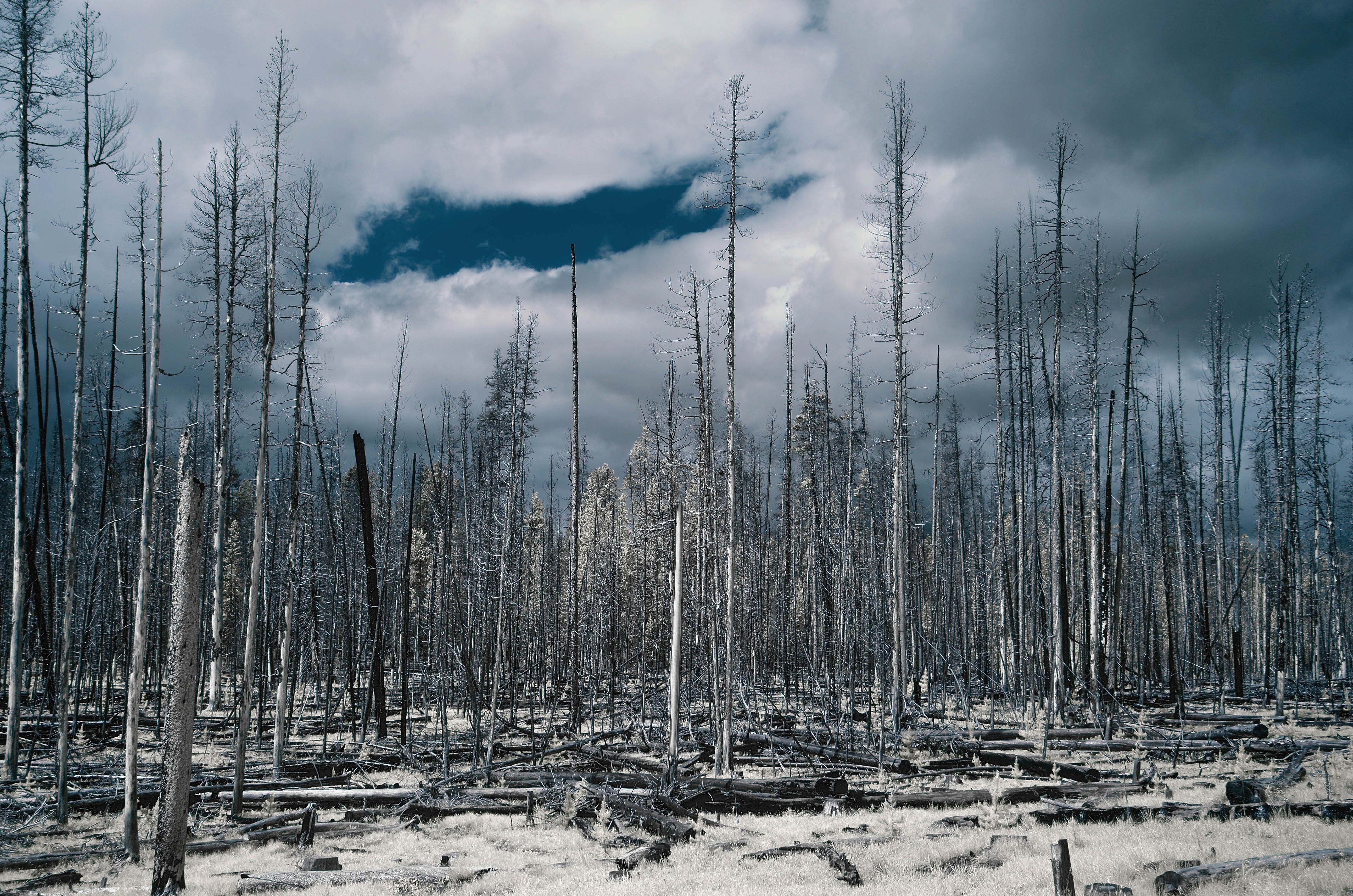 Burned Forest - Yellowstone, Wyoming - 2018