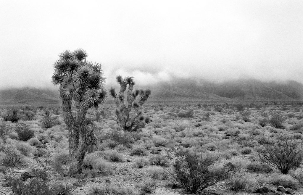 Joshua Trees - Somewhere on US 93, Nevada - 1997