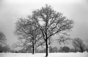 Winter Trees Delaware Park - Buffalo, New York - 1992