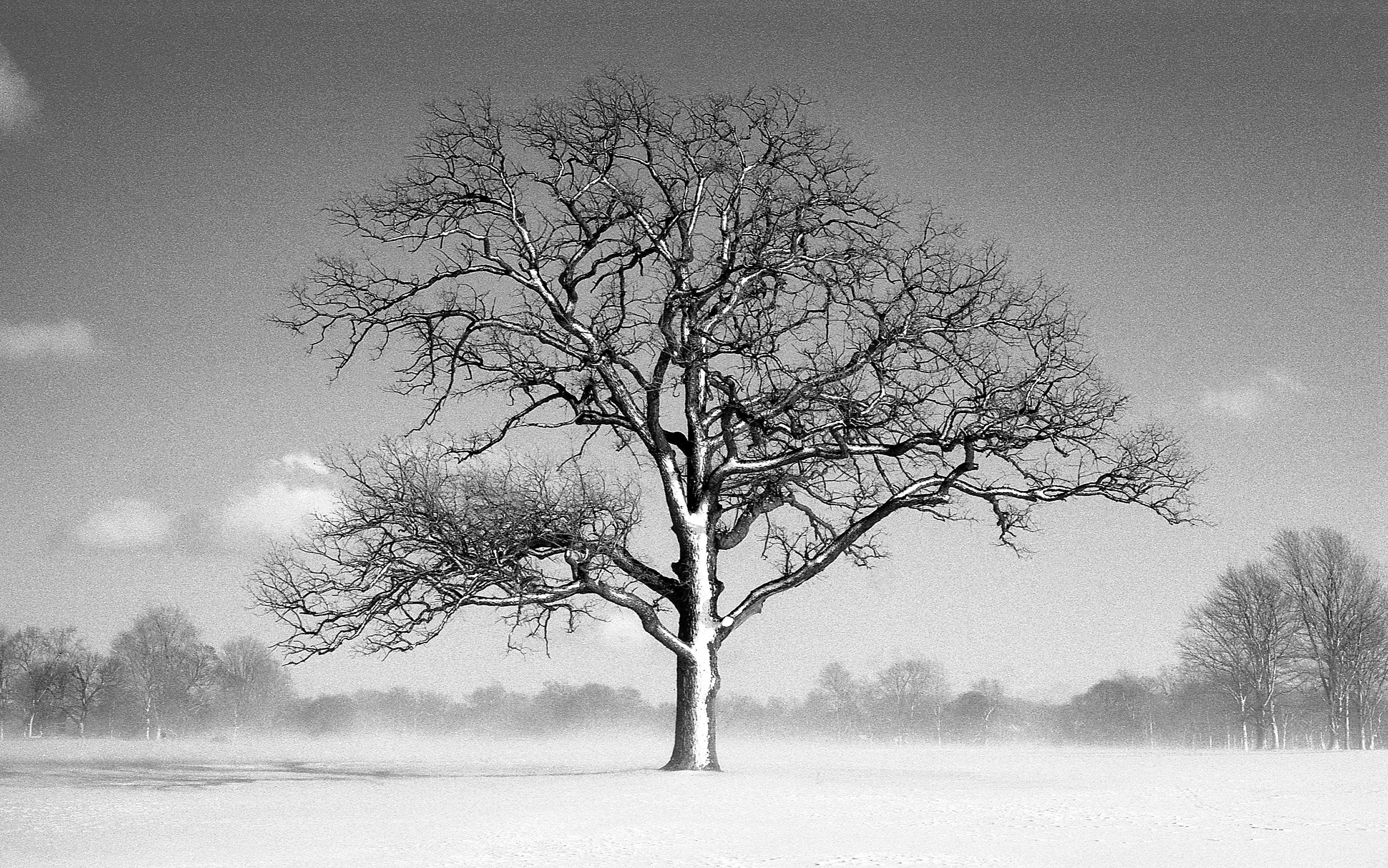 Delaware Park Winter Tree - Buffalo, New York - 1999